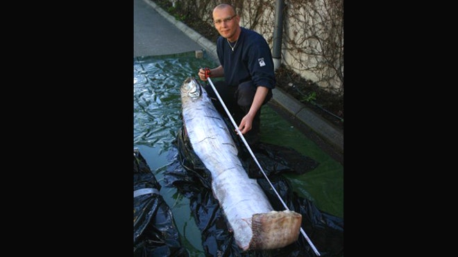 Giant Herring